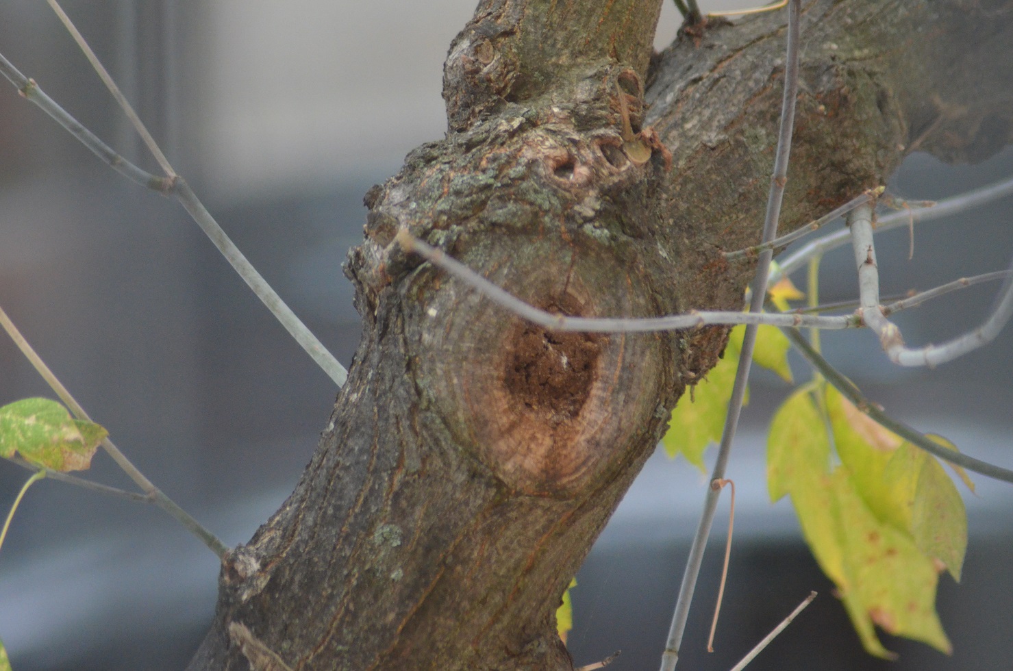 No s'ha trobat l'arxiu